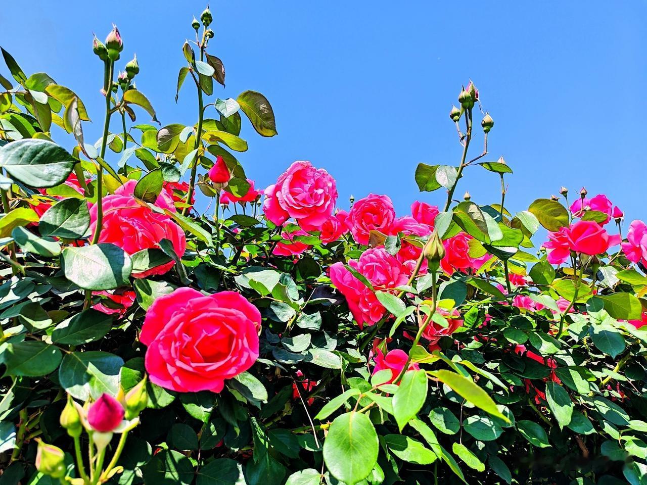 盛开的月季，绚烂如梦，绽放生命之美。🌹🌸