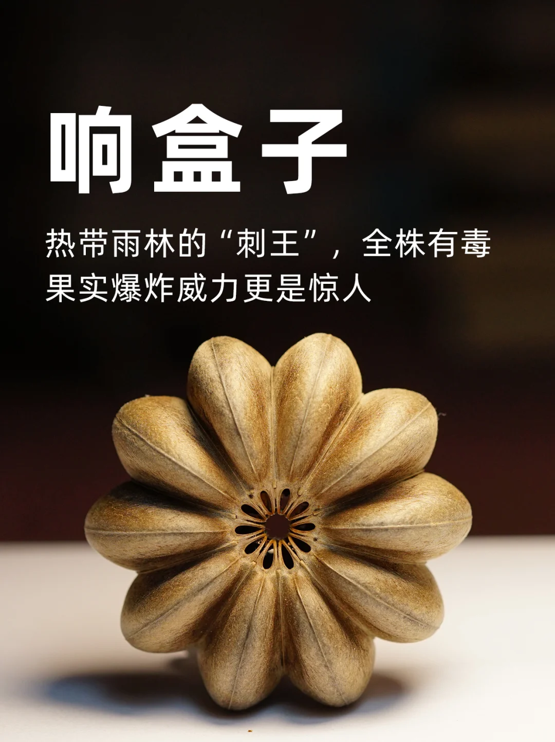 响盒子：全株有毒，果实爆炸威力更是惊人