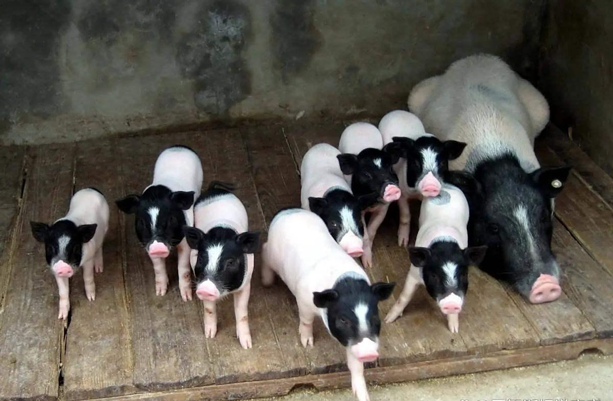 猪中“丑国宝”：巴马香猪的独特魅力
 
被戏称“最丑猪”的巴马香猪，实则是我国珍