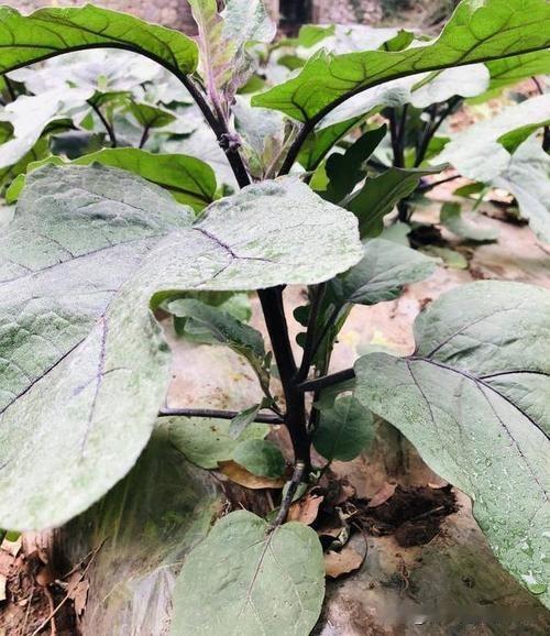 大雨后小菜园茄子莫名蔫死？这“隐形杀手”90%菜友没发现！快戳进来看救命招

咱