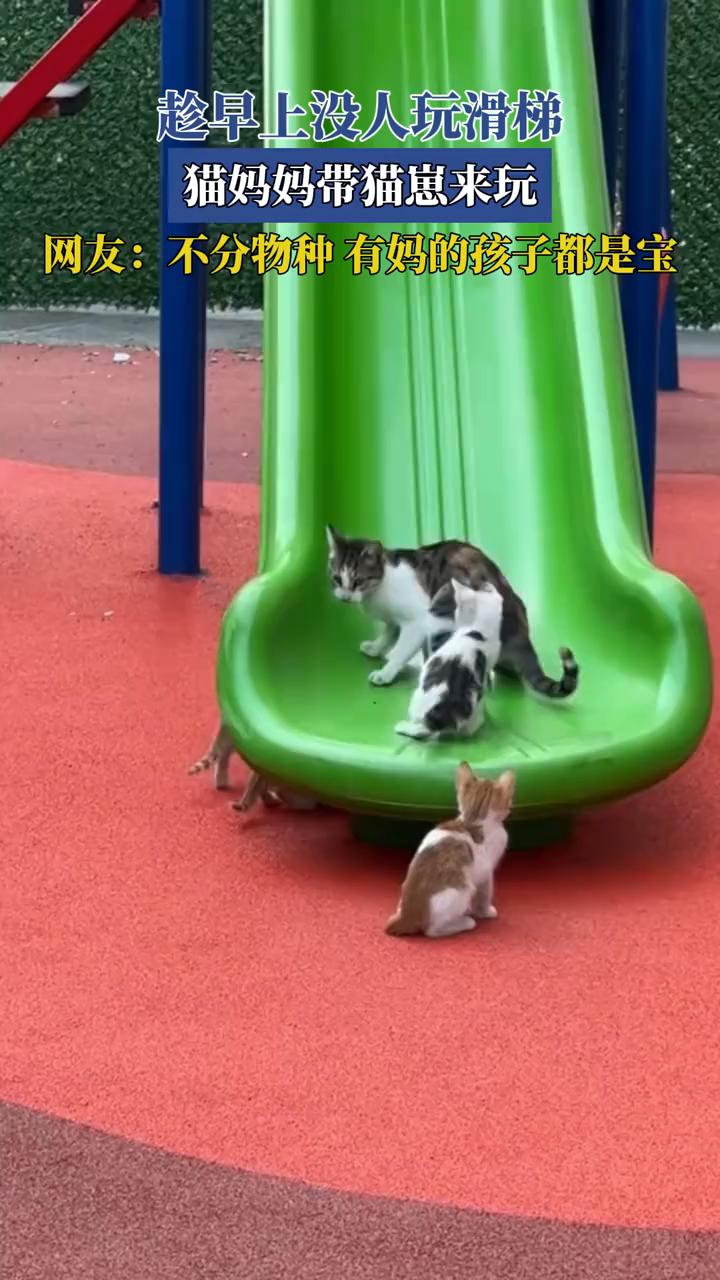趁早上没人玩滑梯，猫妈妈带猫崽来玩。
网友：不分物种，有妈的孩子都是宝。