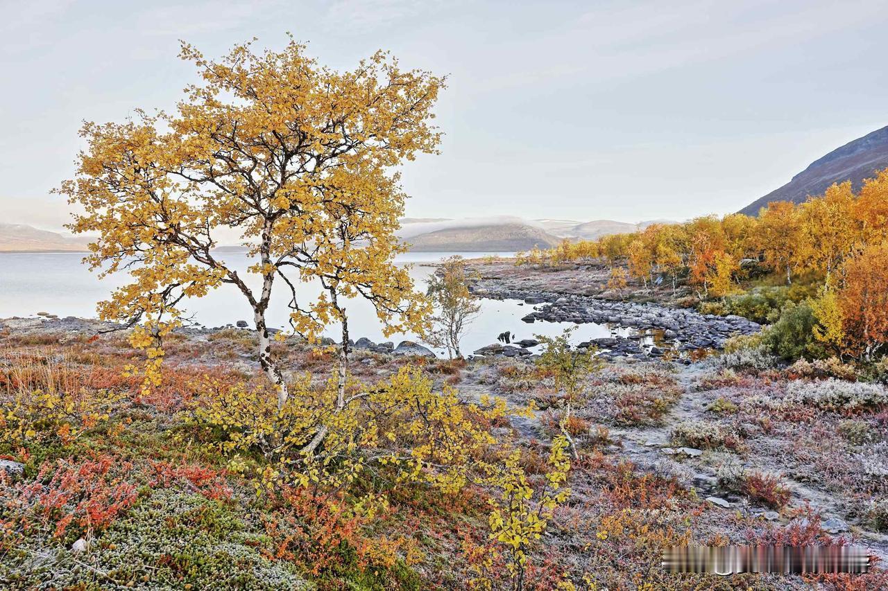 【北欧芬兰北极圈内的拉普兰地区迎来30年最暖秋季】
周五，位于北极圈的基尔皮斯耶