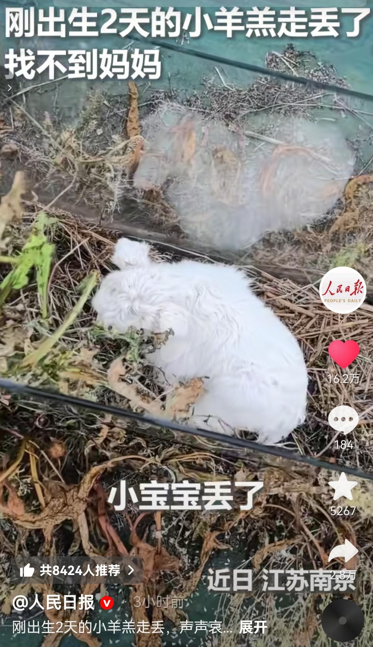 看哭了！刚出生2天的小羊羔走丢，羊妈妈疯了一样飞奔找来！这就是刻在骨子里的爱！