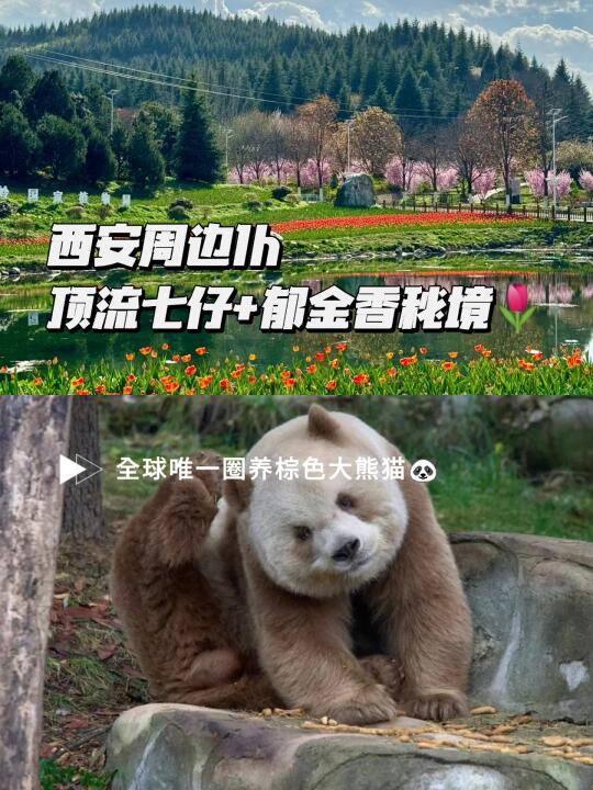 西安1h直达👏🏻顶流七仔+郁金花海暴击