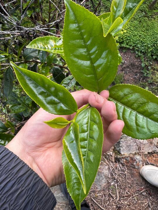 茶友们，帮我这茶取个名？它长成这样子