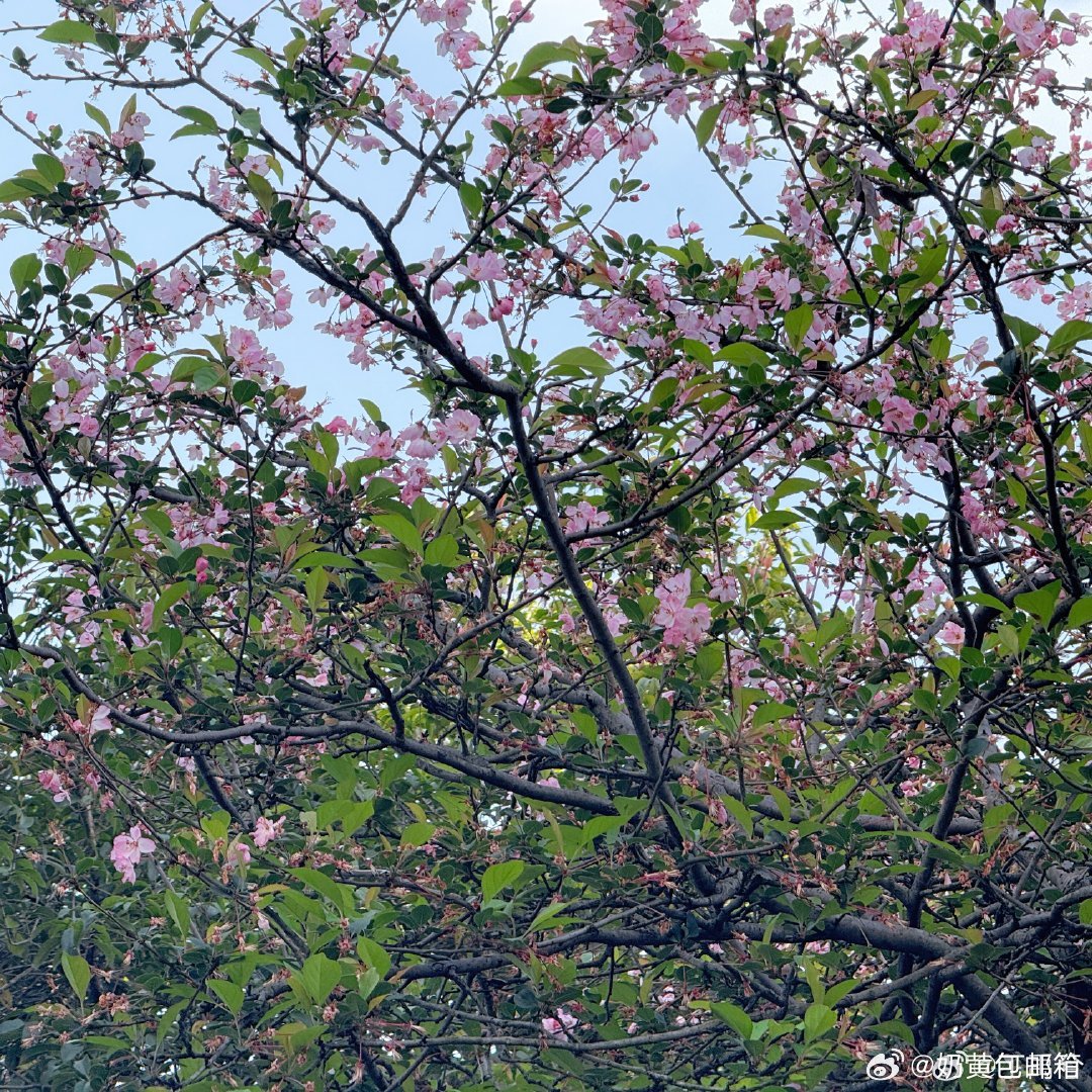 丁禹兮拍海棠花好清晰，好貌美，要是配上自拍更加。 