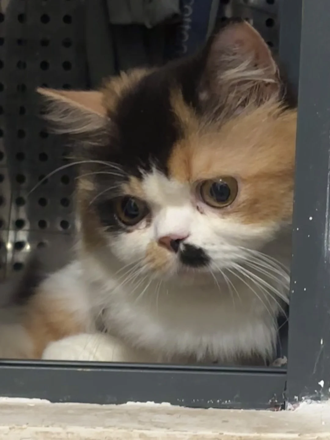 偷感很重的小猫