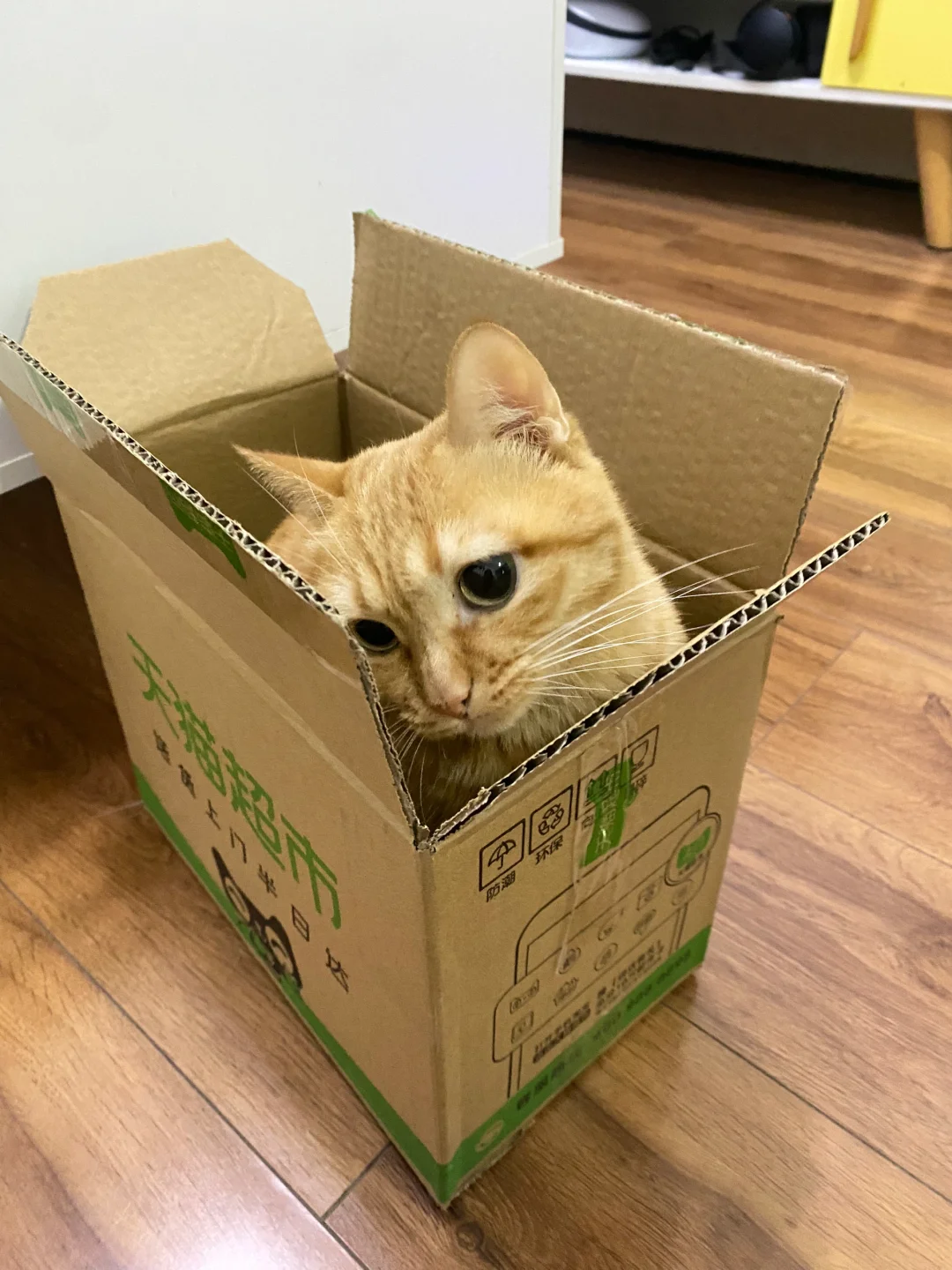 天猫超市小猫很不高兴为您服务…