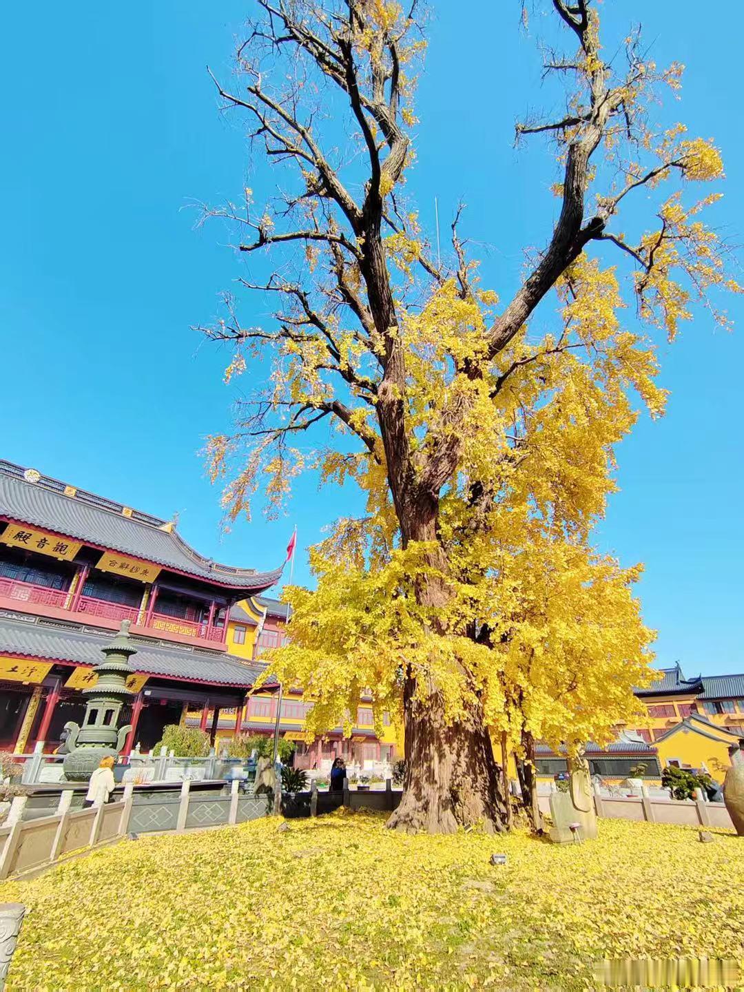 Meta 并没有对冲英伟达的风险，而是谷歌正在利用 Meta 来对冲台积电的风险