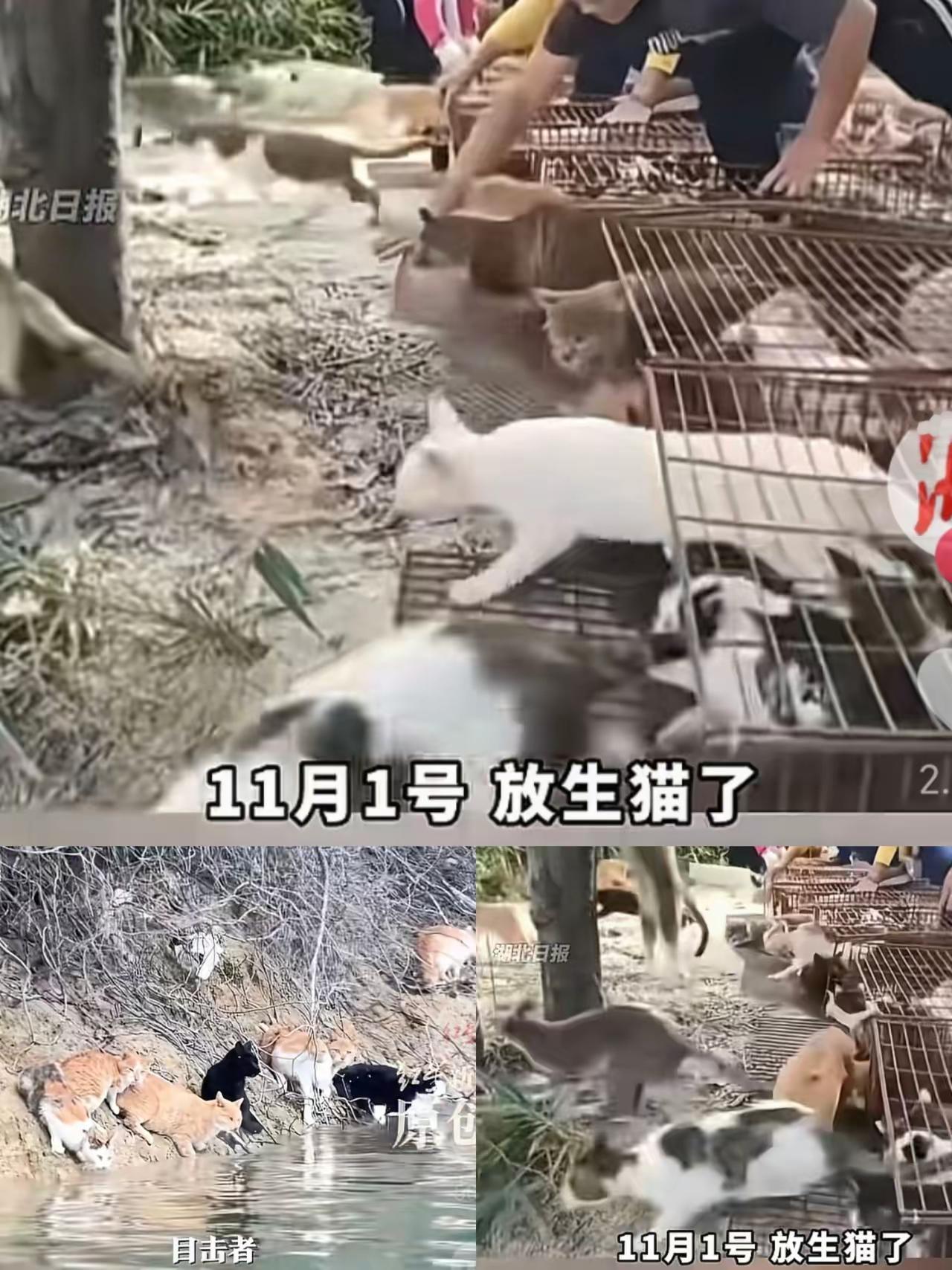 放生1000多只猫这事儿，
终于引起重视了！
不是因为猫太多，而是因为这里面很多