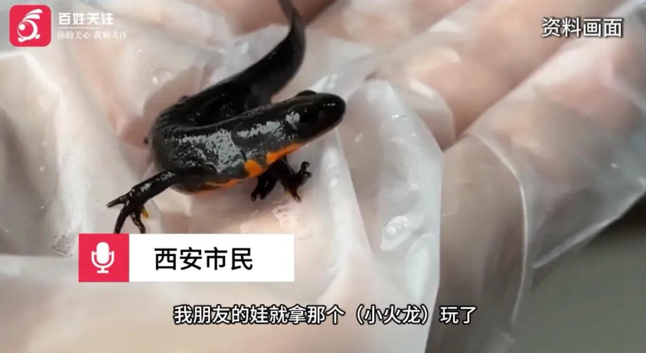 🚨 紧急扩散！校门口“小火龙”实为剧毒蝾螈，已有孩子中毒呕吐！

事件回放
