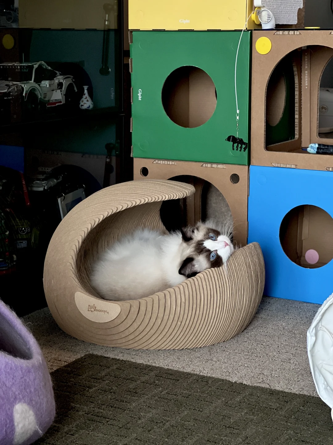 小猫又有新猫抓板玩啦