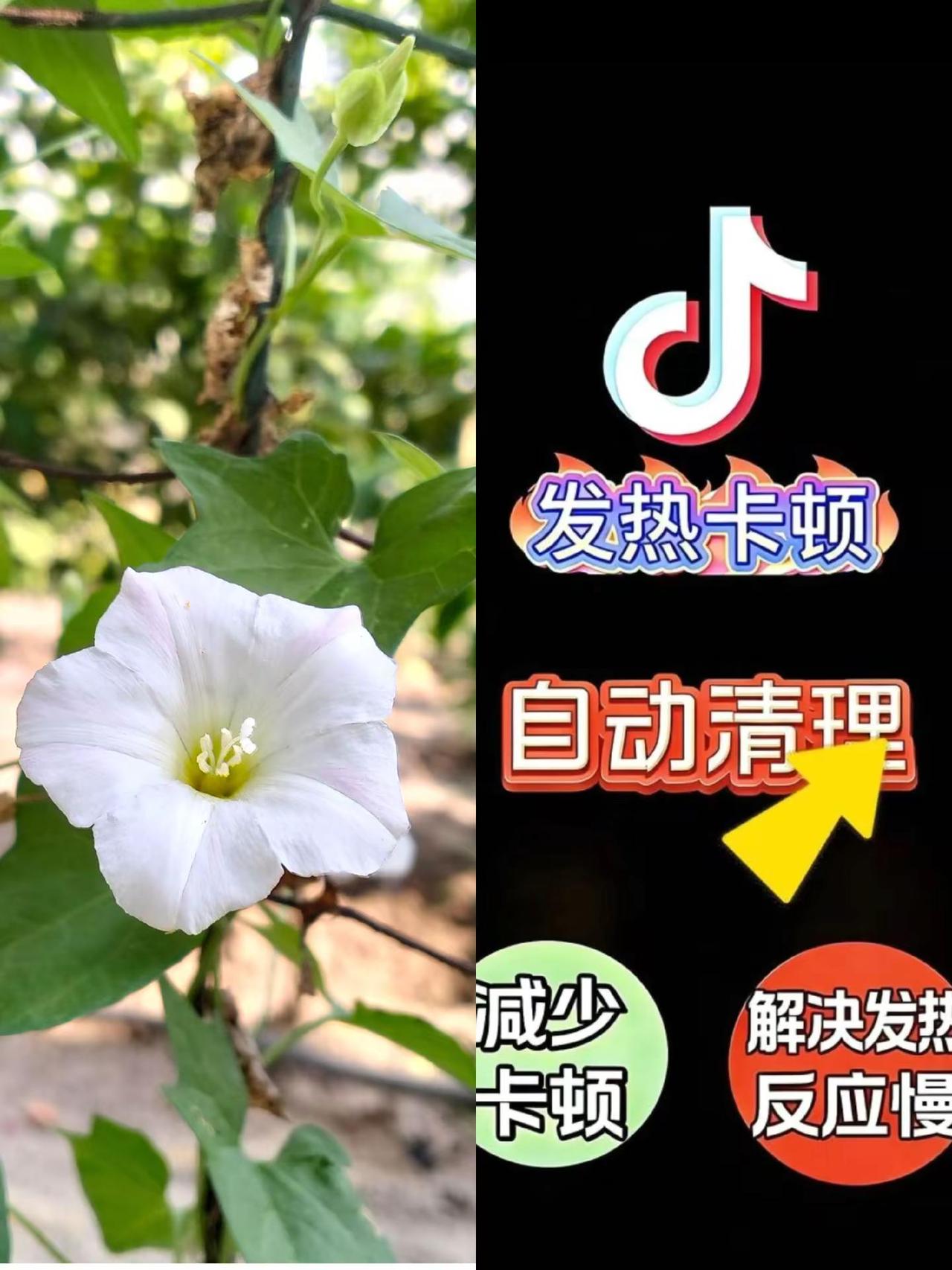 种草视频制作教程