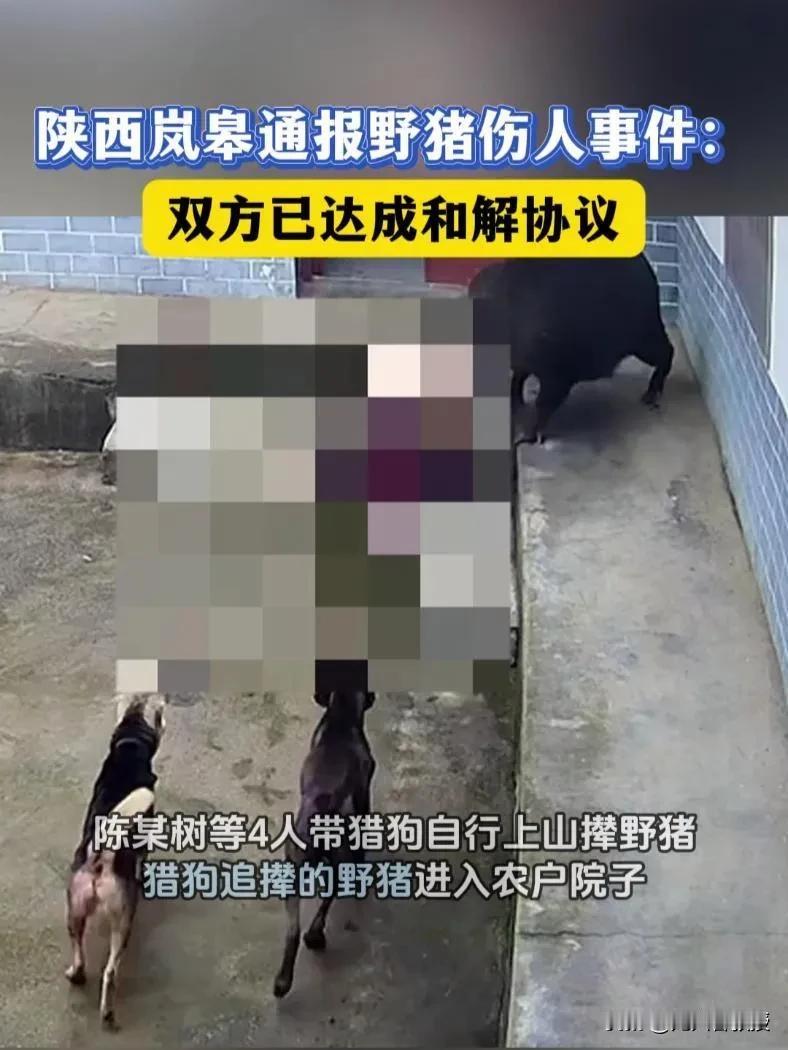 受保护的野猪导致人员伤亡，谁来负责赔偿？ 
央视新闻报道，陕西岚皋县11月24日