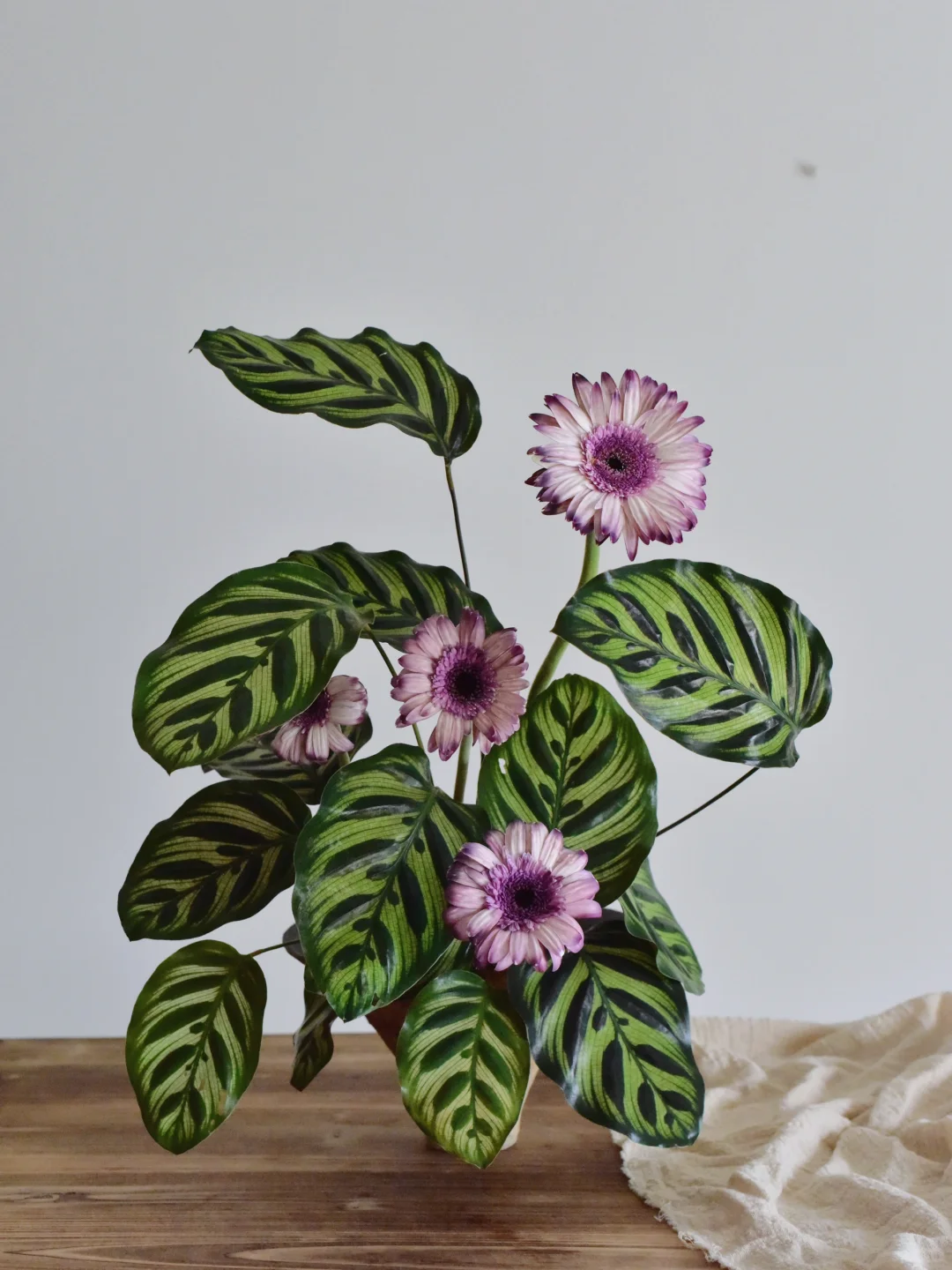 非洲菊与孔雀竹芋