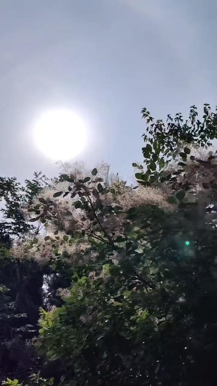 ，什么花都行中华好诗词平常心诗歌原创小说文学

今晨有灵感，写了八首诗：
七绝四