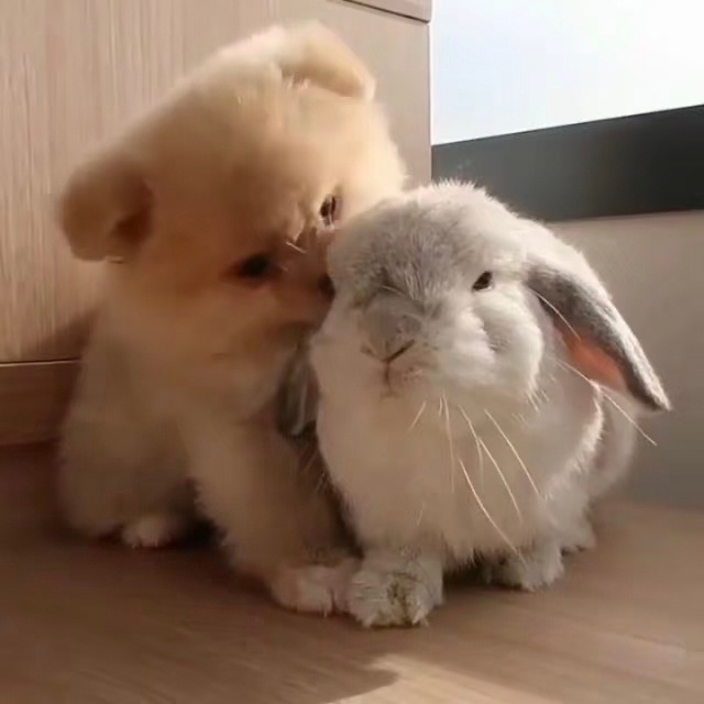 家产 
