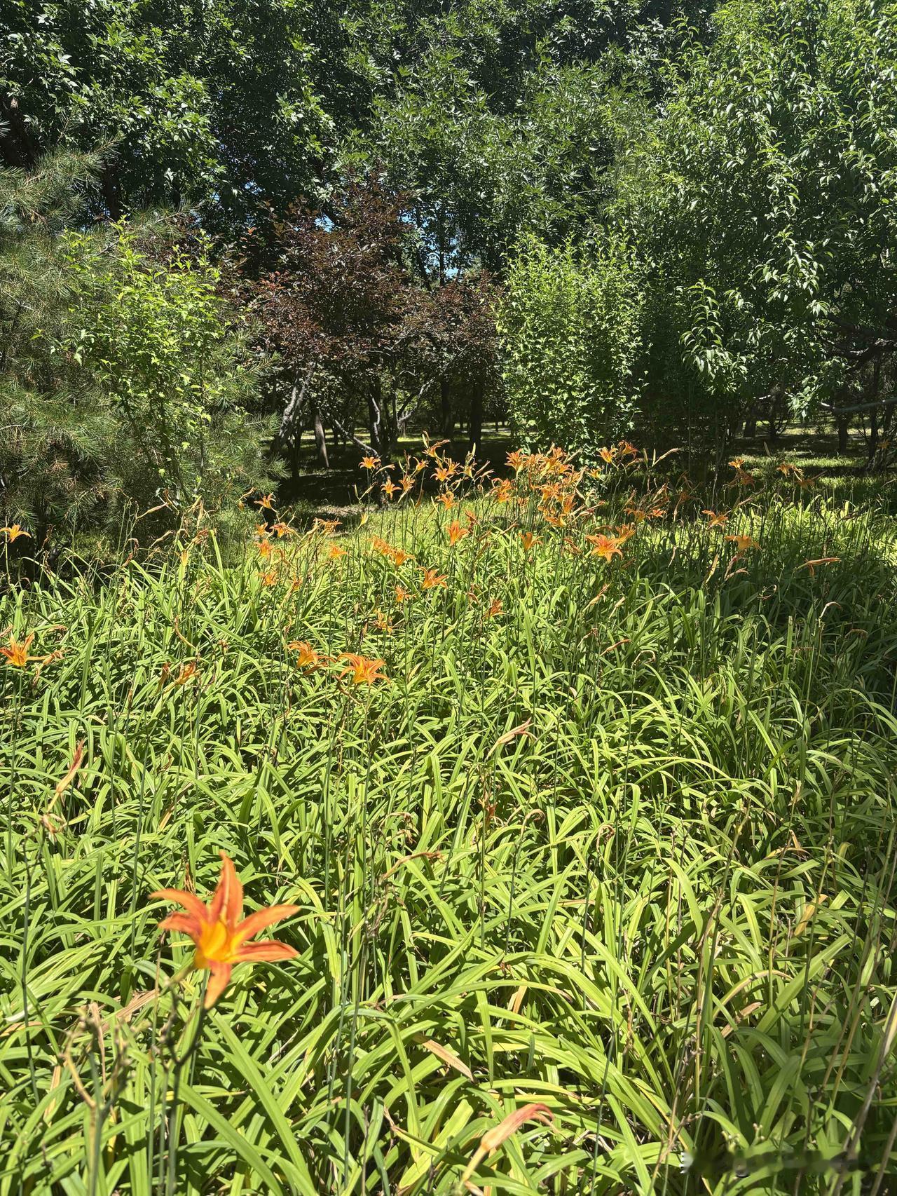 夏日生活打卡季翠竹丛中花影动，清风拂面意自闲。