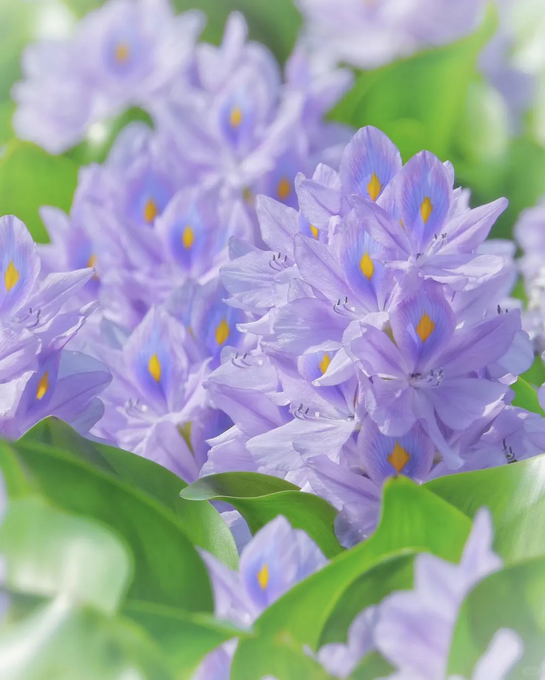 💙邂逅水葫芦花，遇见水中之美💙