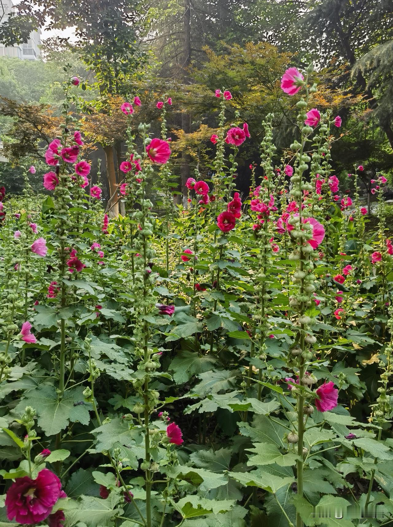 七绝·花期
其一
休问芳菲几度香，空拈残蕊短还长
荣枯一梦随风散，半世行来始悟常