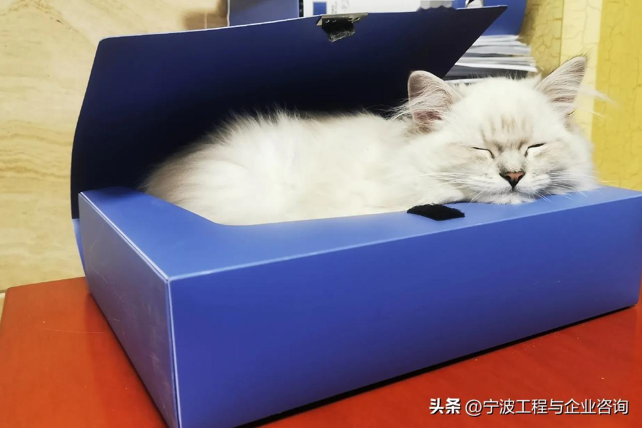 猫可以萌到什么程度?萌猫趣分享 当猫咪开始上班，原来是这样！几个月大的高脚米努特