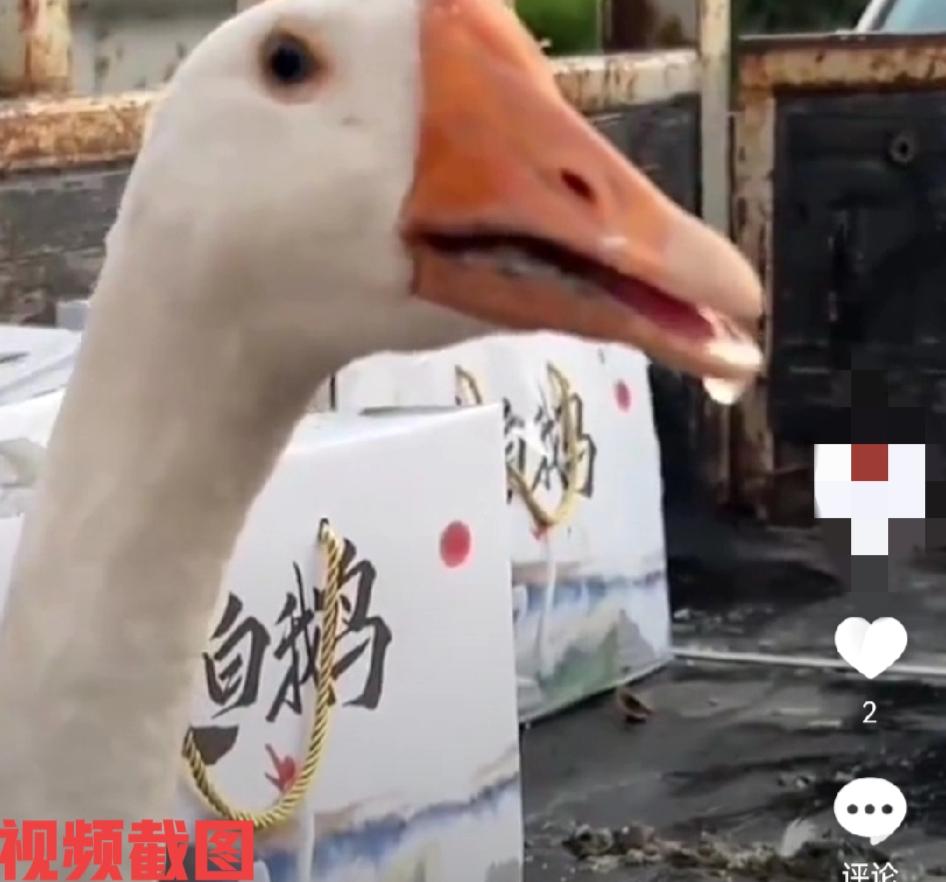 山东有一单位给员工发大鹅和鸡。

此时把这些当做中秋礼物馈赠给员工，只是这发放现