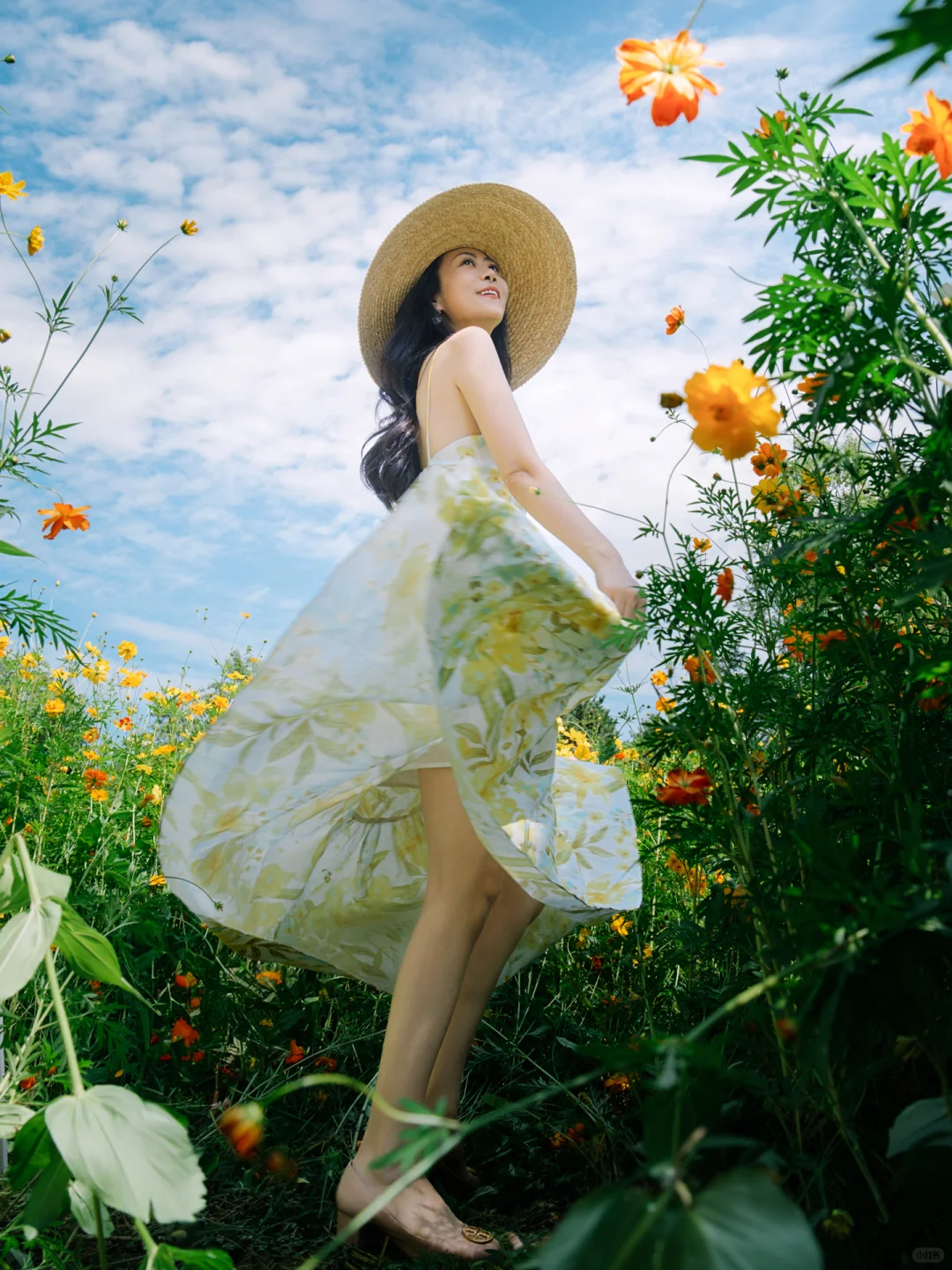 🔥奥森百日菊花海盛花期快去📸附地图get√