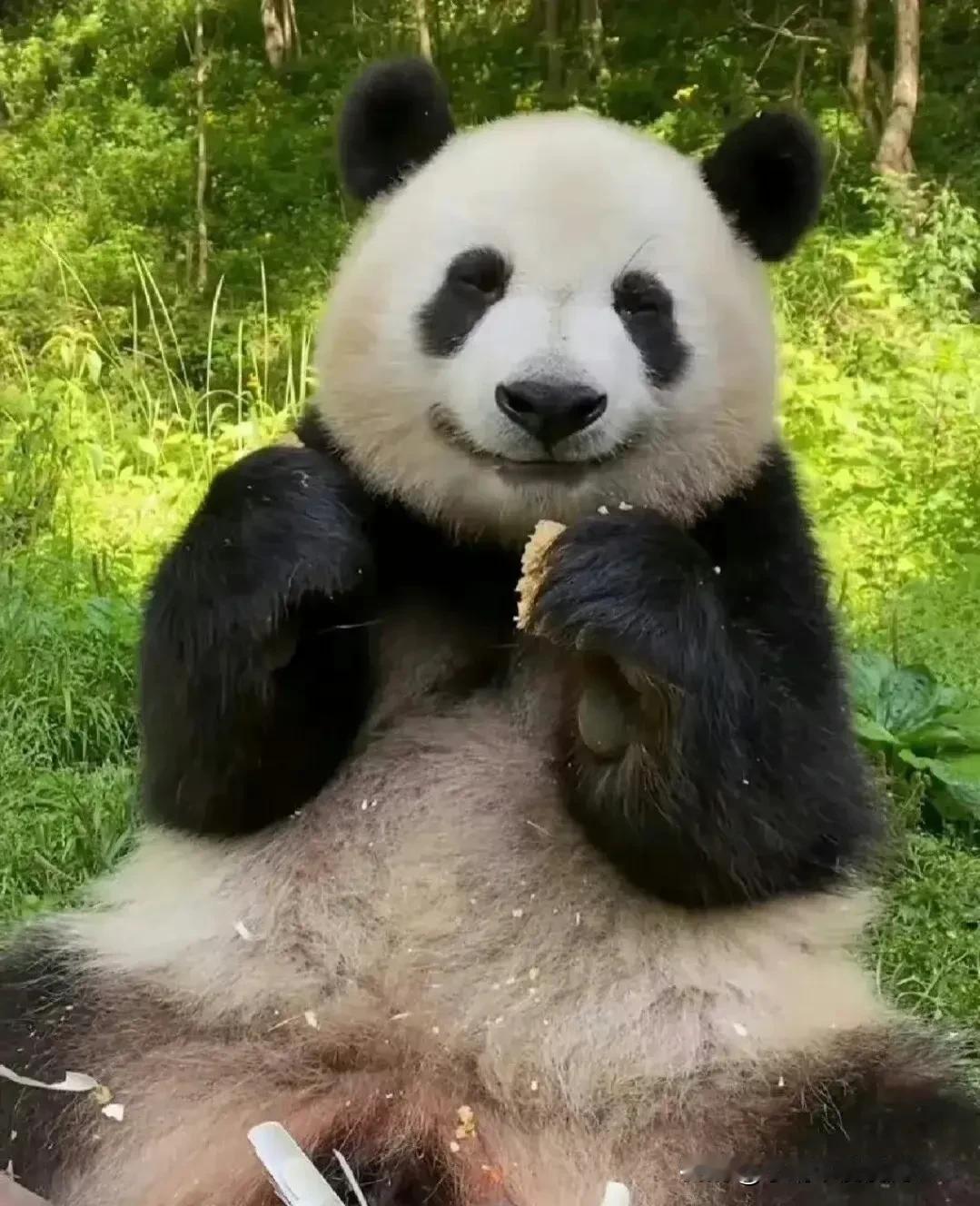熊猫吃食笑，憨态可掬
甜蜜的微笑谁能抵挡，爱了吗[灵光一闪]