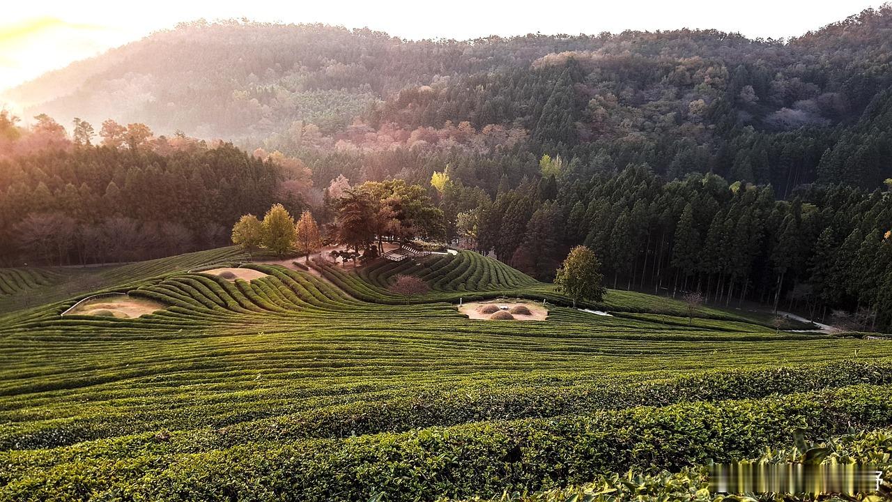 霸王茶姬与龙井茶品牌达成战略合作，雨前新茶要来了？4月20日，霸王茶姬联合浙江省