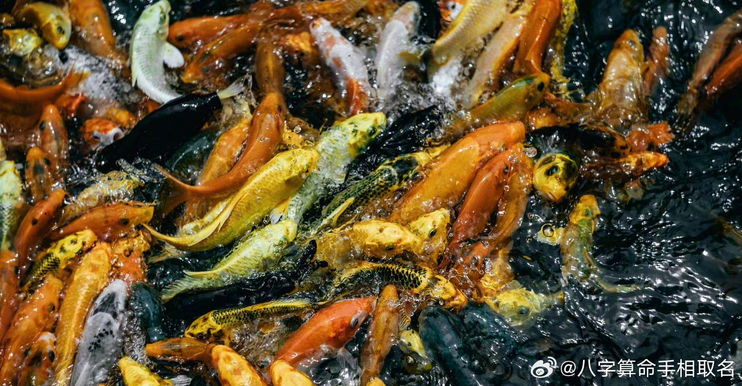 点赞沾运，这一群锦鲤发财鱼向你游来，有意想不到的好运向你聚拢。 ​​​​