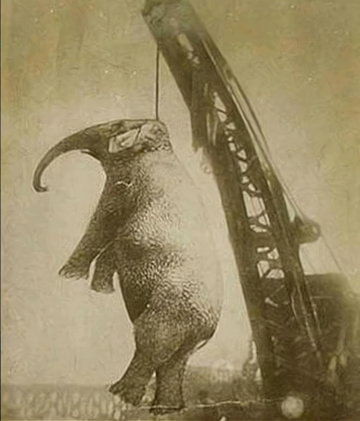 1916年，深受观众喜爱的大象玛丽，被吊在起重机上绞死。

聪明温驯的玛丽，本来