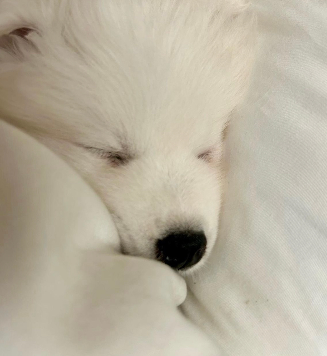 大家都有小狗暖被子吧？ 