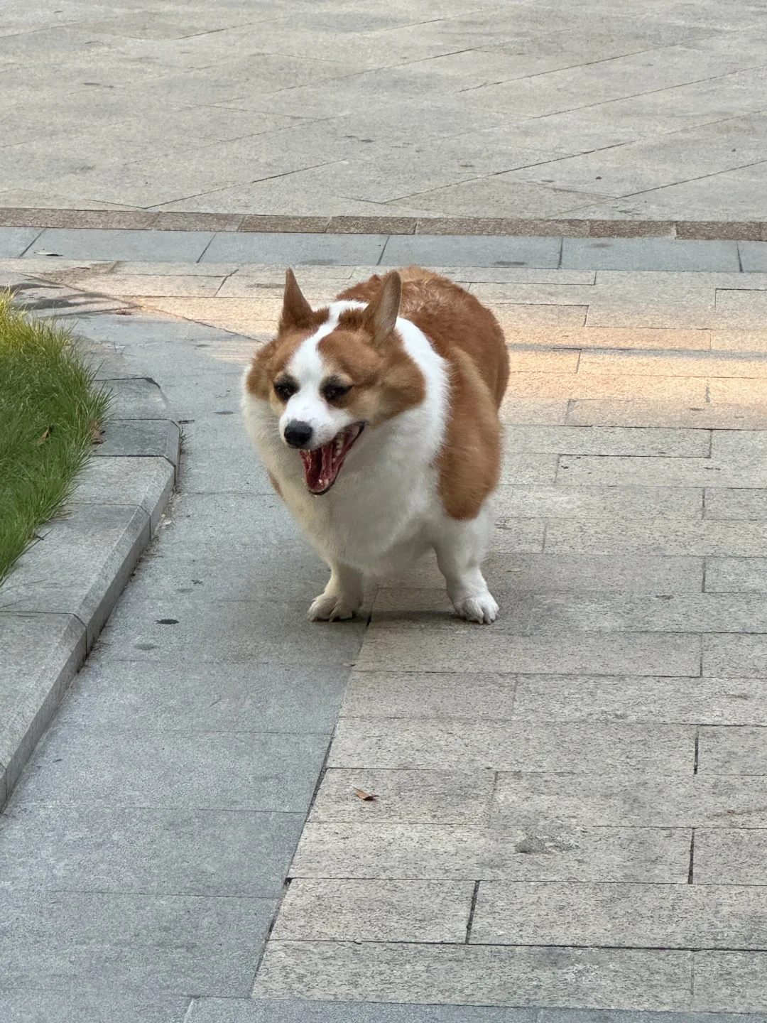 早起连小狗都困成狗了……
