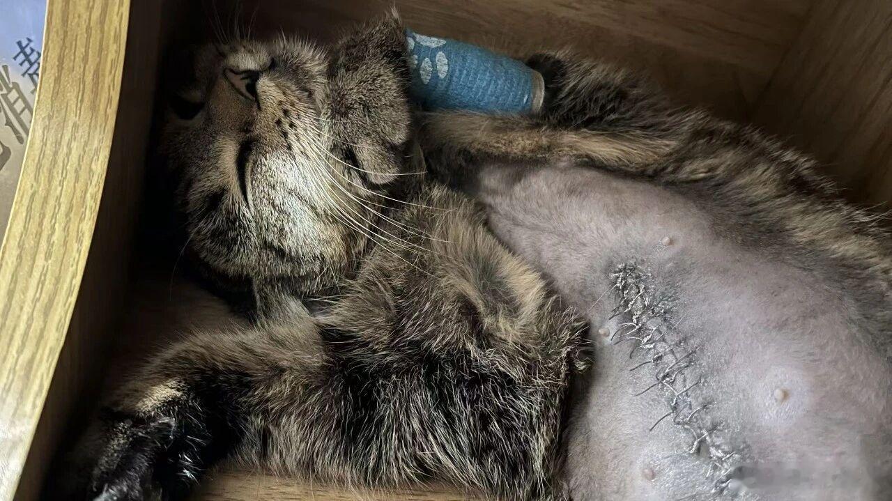 高校暖心小猫告示入选宁波九年级语文联考试卷 大连理工大学研究生唐睿以流浪狸花猫“