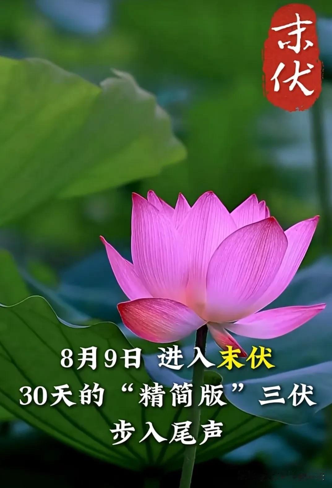 今天是三伏天的末伏，再过十天三伏天就结束了。三伏天结束了，是不是就凉爽了？应该不