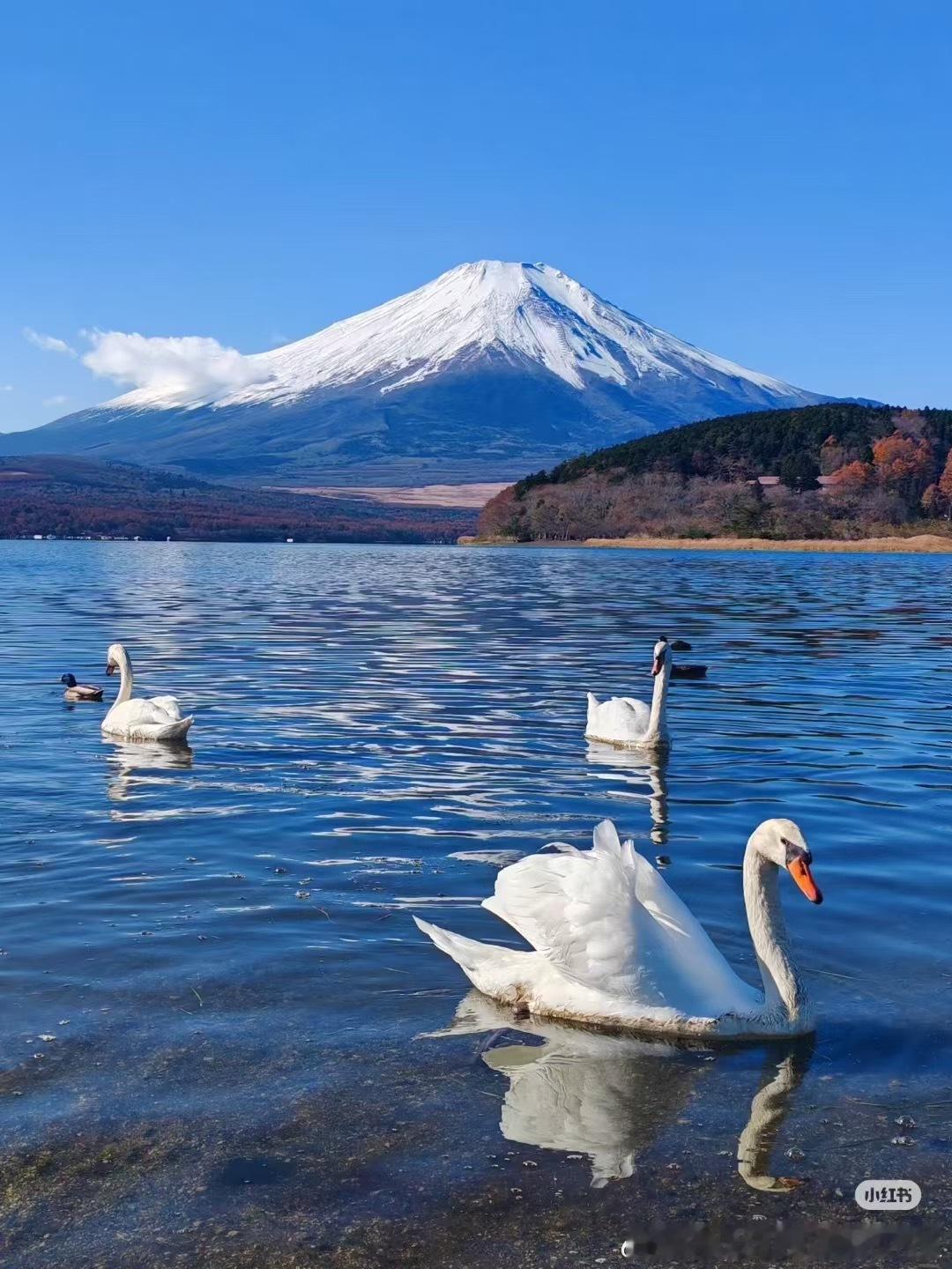 🎺7🈷️25-30号日本旅拍有小姐姐要去东京拍摄的可以滴滴我上海mikast