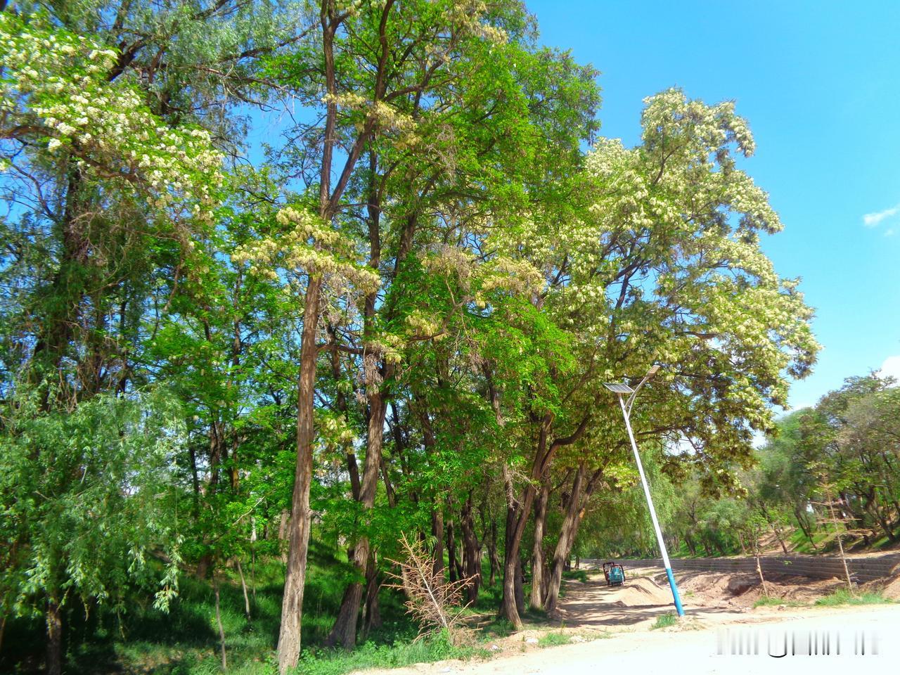 散步南河边

初夏，天光澄澈，风里裹着清甜的槐香，我沿着南河堤岸，缓缓漫步。
