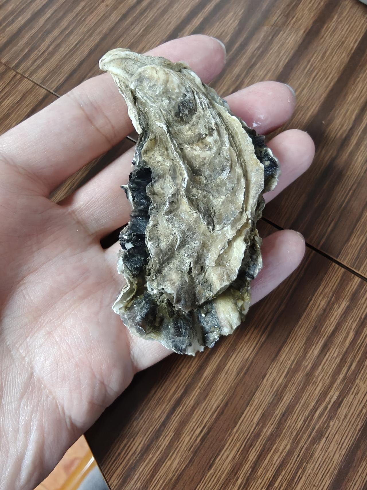 这种美味只在北方有，又肥又鲜又香，不是乳山和南方牡蛎能比的[送心]而且是这个季节