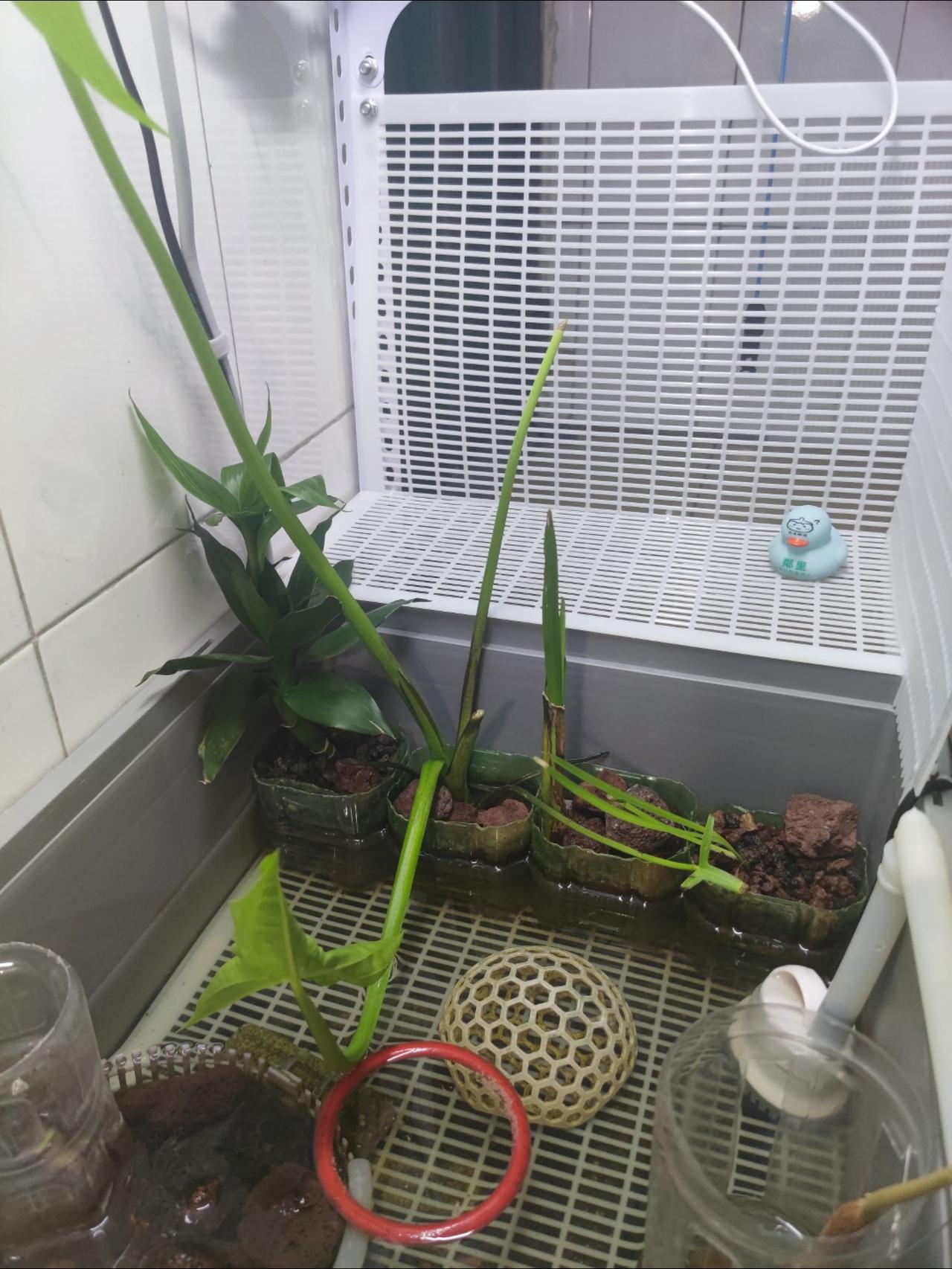 龟缸升级与求助，除了傻龟，其他活物难存！最近给龟缸做了两个升级🤔
①扩充并开放