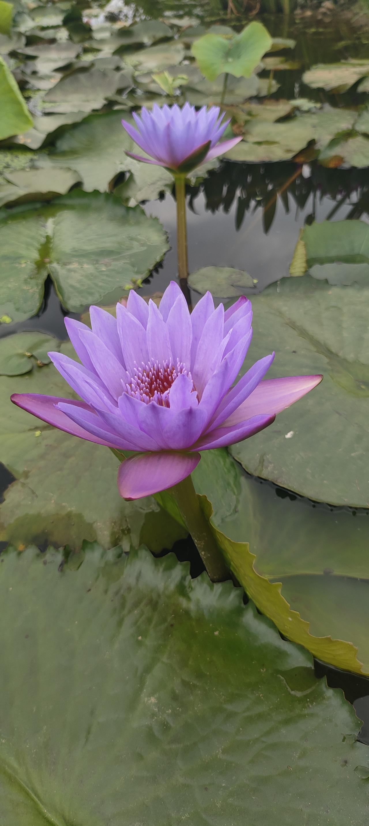 分享一张你拍的花，什么花都行