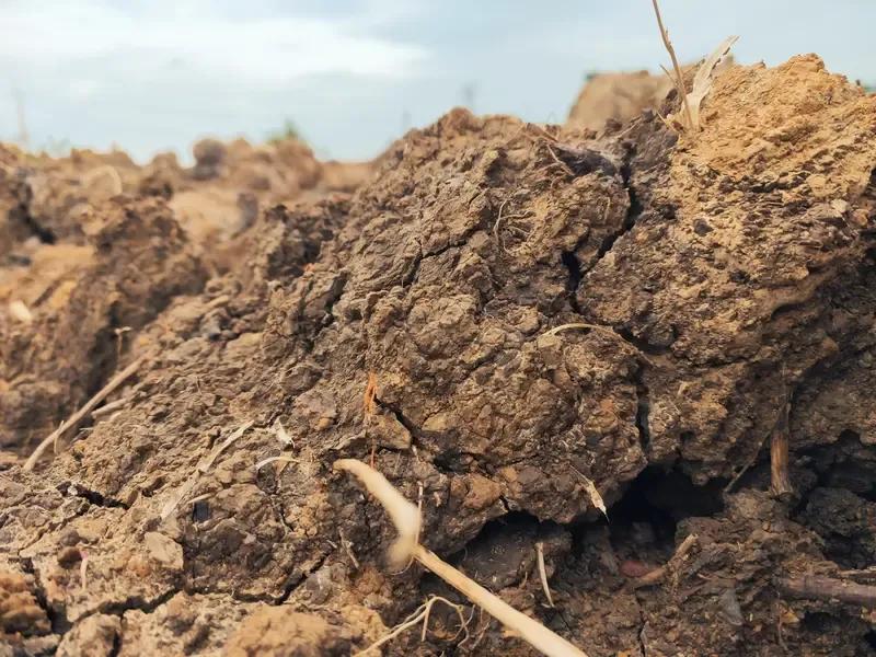 丙午年己土日主运势

1. 原局天干透财的己土日主需要注意财坏印的问题，不要因小