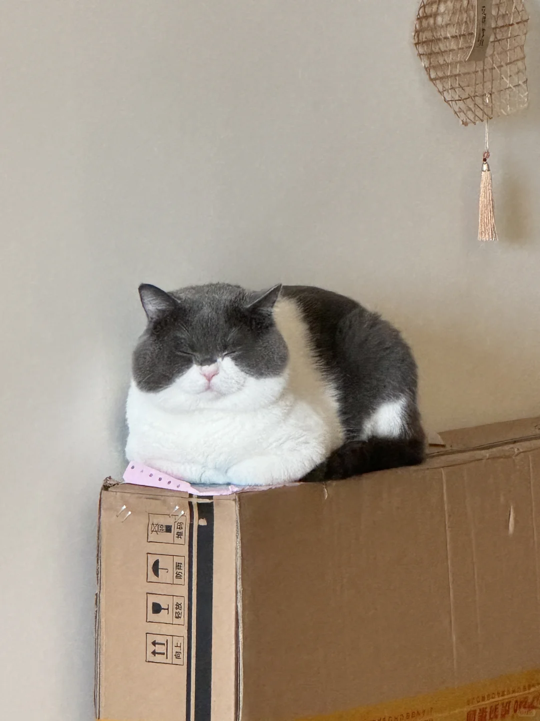 猪咪支持国庆假期延长