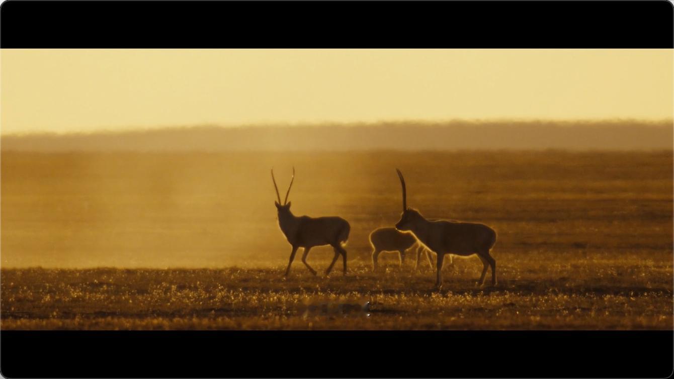 看完生命树想去青海了 家人们，谁懂啊，看电视剧生命树 中的青海美景，根本停不下来
