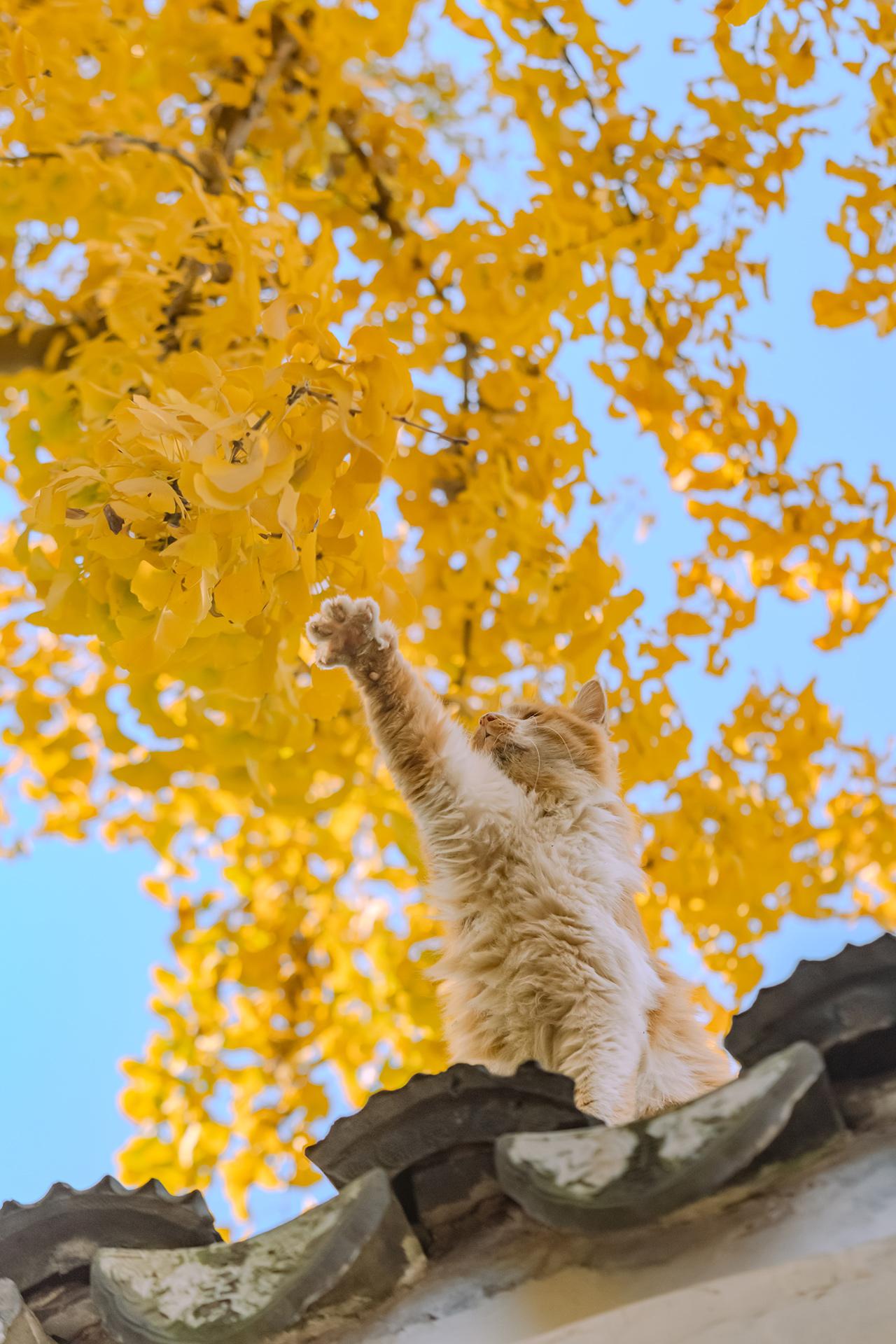 苏州园林里，指点江山的猫猫。昨天刚拍的，长毛大橘上了墙头，在金色银杏树...