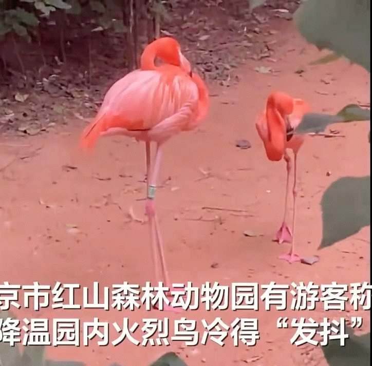 红山森林动物园火烈鸟冷得发抖哈哈哈哈哈哈哈哈哈哈火烈鸟冷到腿抖到不行[笑cry]