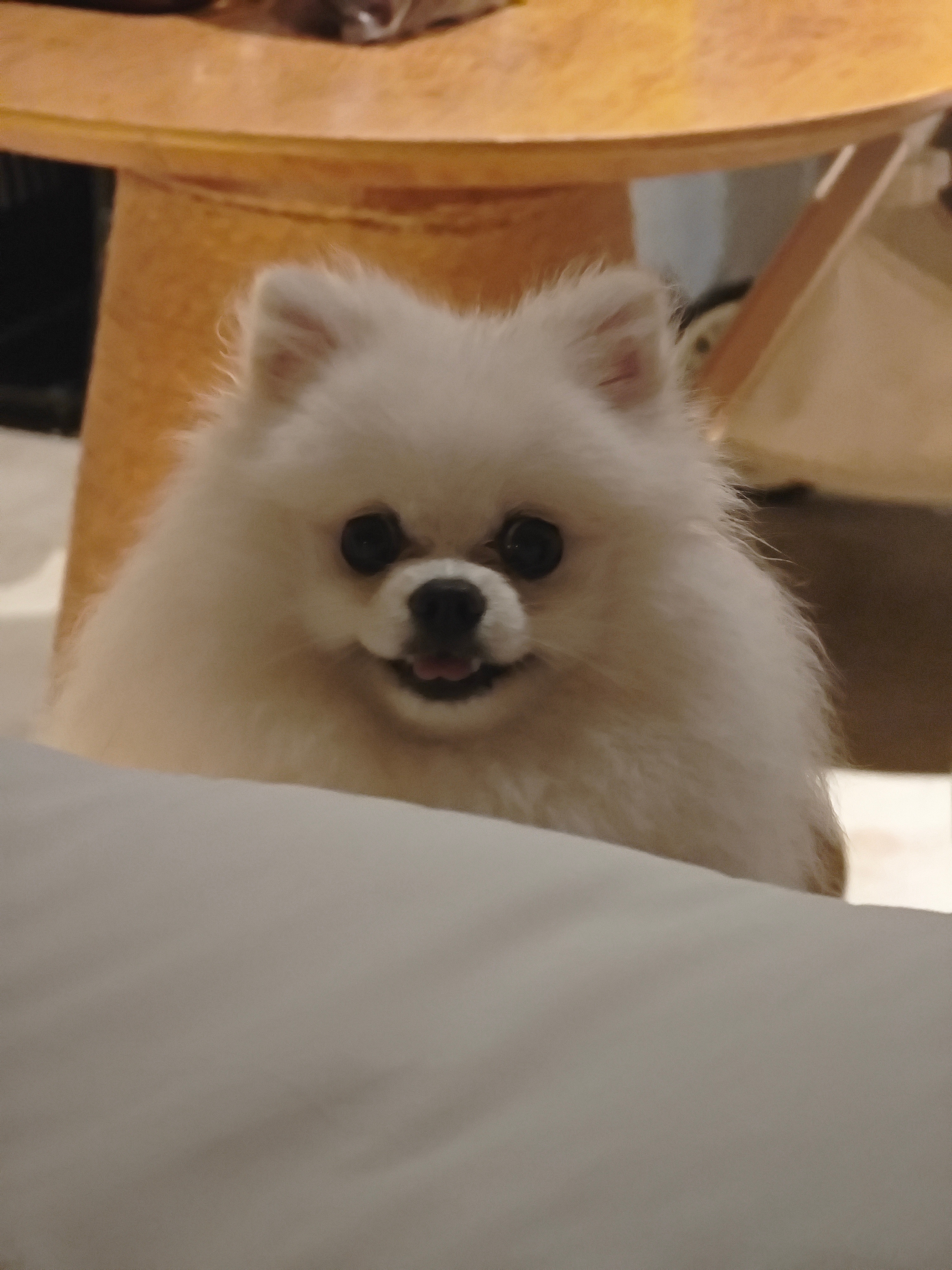 想上床的小狗会格外的可爱可怜 