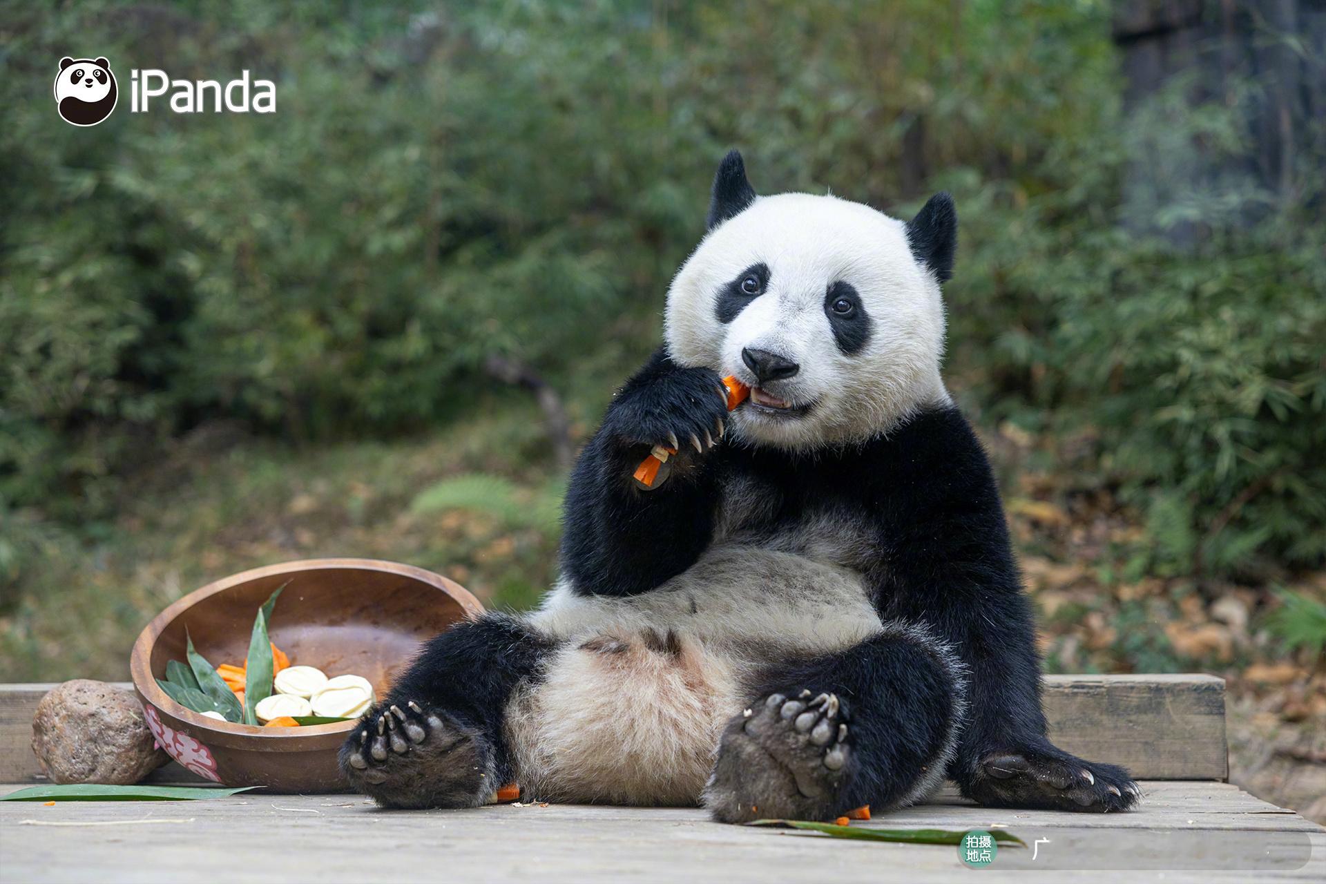 【大熊猫妹珠的小年仪式感拉满了】今日南方小年，“妹珠”也吃上寓意阖家团圆，满堂吉