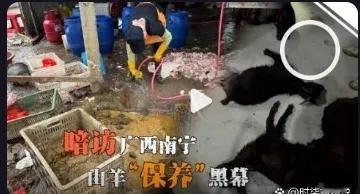 广西南宁惊现惊人内幕：山羊被灌食增重，竟有死羊公开售卖！
近期，广西南宁市的多个