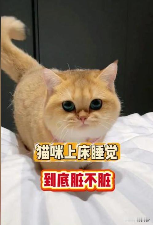 专家辟谣❗小猫上床真的一点都不脏😺
很多铲屎官都有纠结！总觉得猫咪到处跑、舔毛