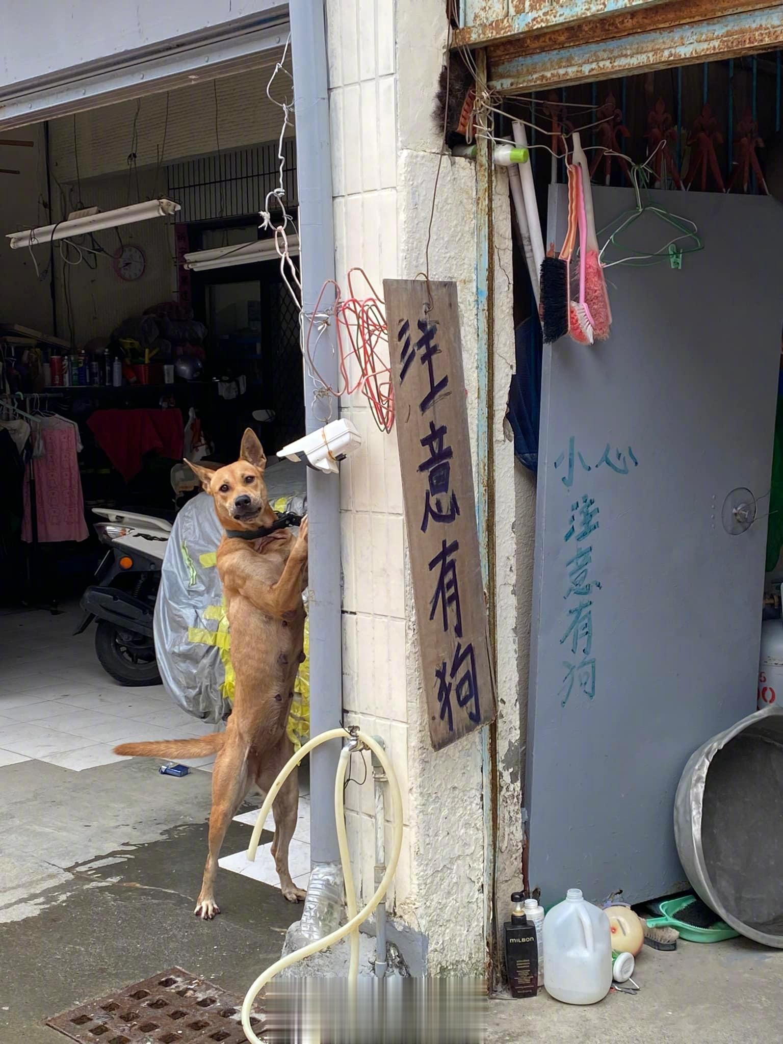 有趣的台湾网络图，来一期街头动物主题[doge]（第90.5期） ​​​